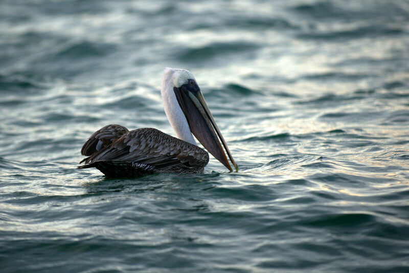 Brown Pelican