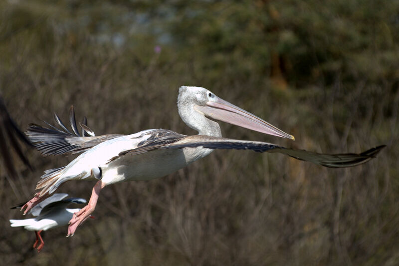 Pink-backed Pelican