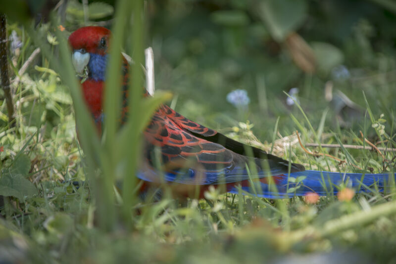 Crimson Rosella