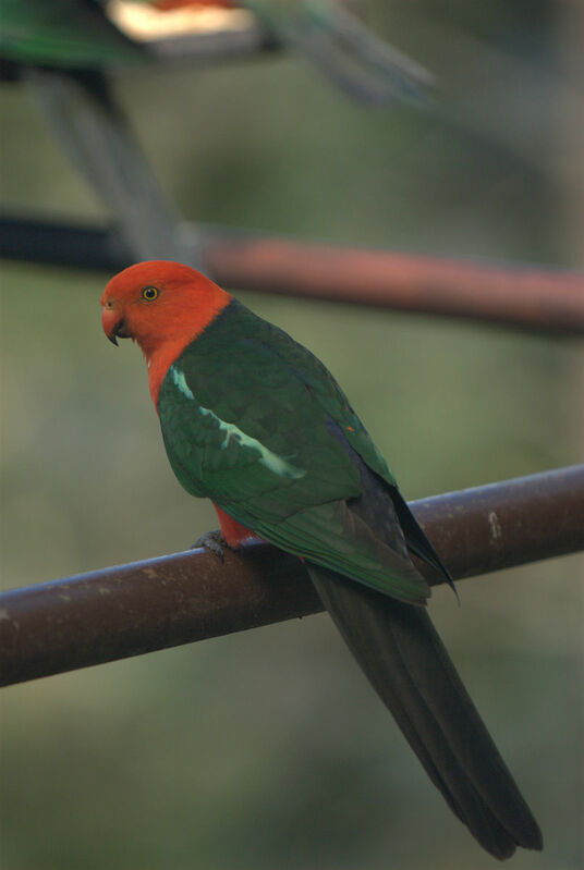 Australian King Parrot