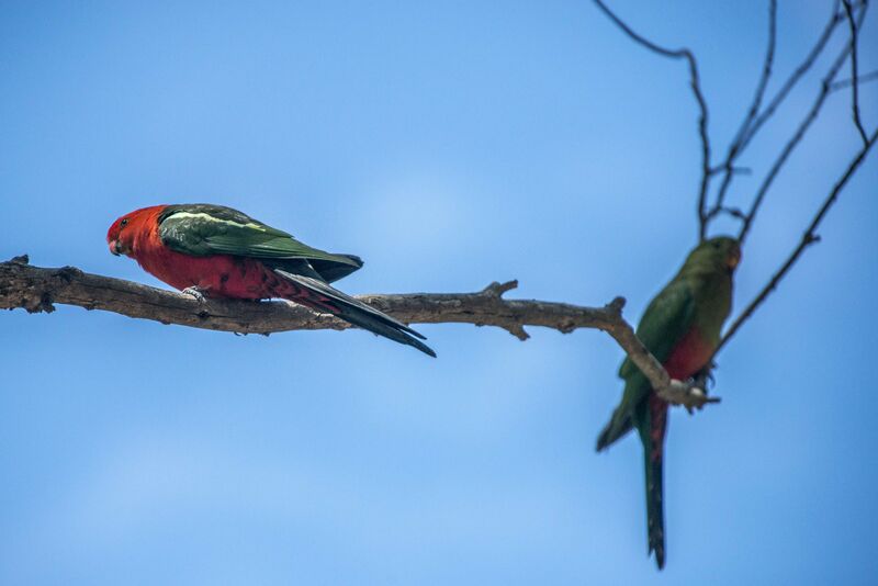 Australian King Parrot