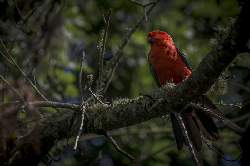 Australian King Parrot