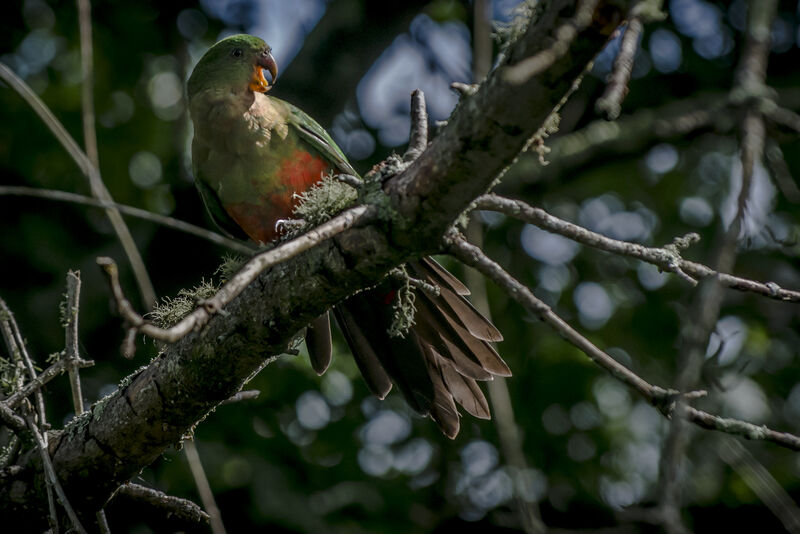 Australian King Parrot