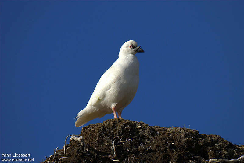 Petit Chionisadulte, identification