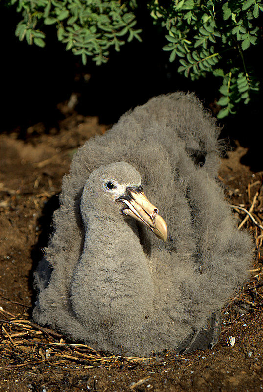 Northern Giant PetrelPoussin, close-up portrait