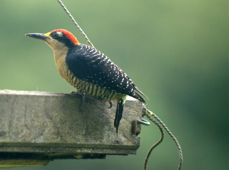 Black-cheeked Woodpecker