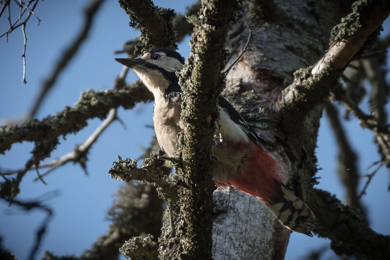 Great Spotted Woodpecker