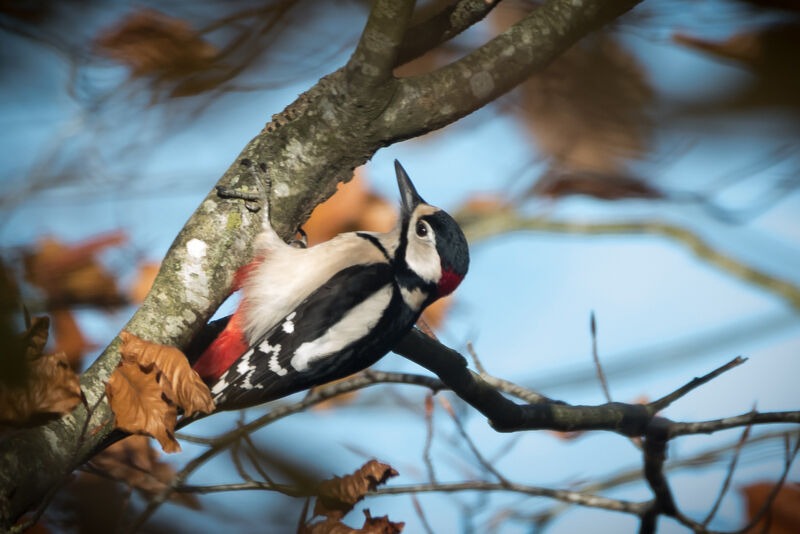 Great Spotted Woodpecker