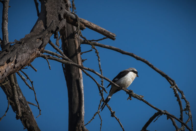 Grey-backed Fiscal