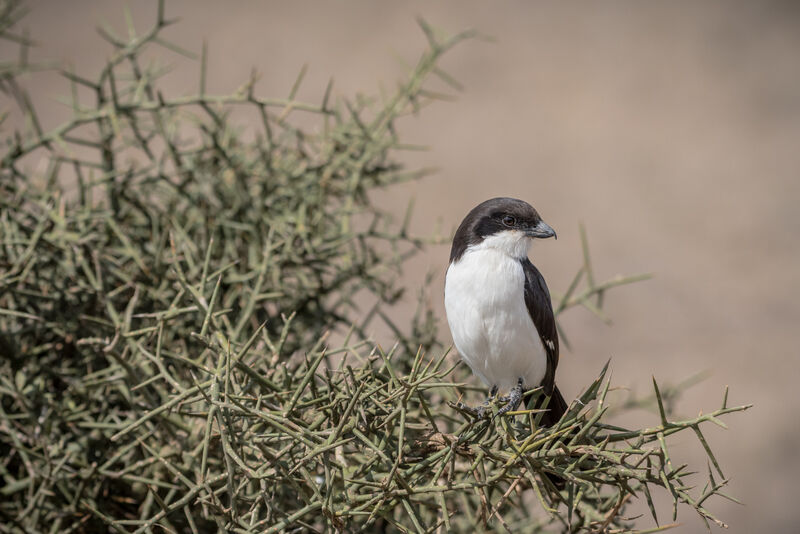 Long-tailed Fiscal