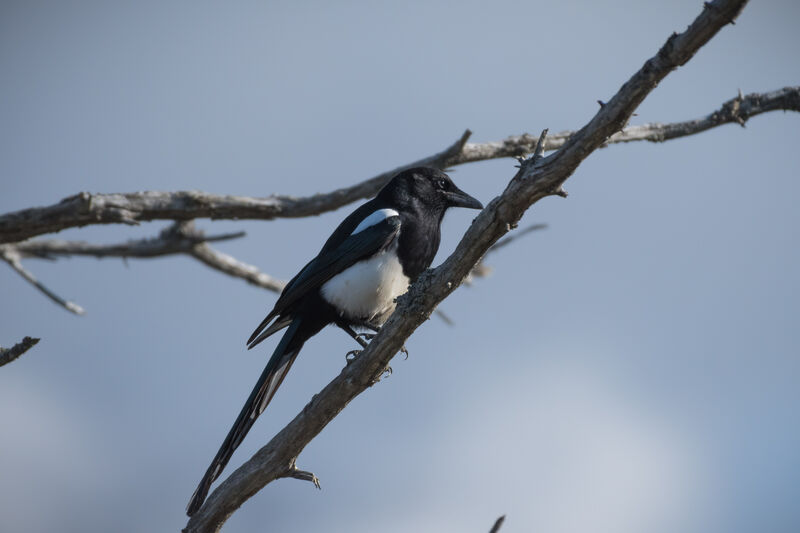 Black-billed Magpie