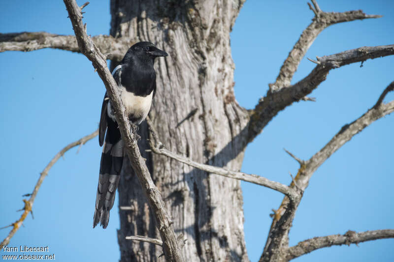 Black-billed MagpieFirst year, close-up portrait