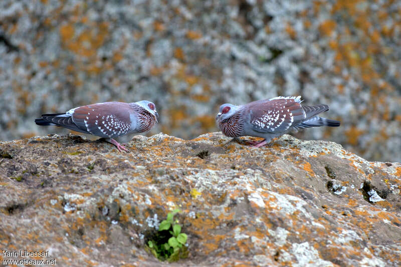 Pigeon roussard, parade, Comportement