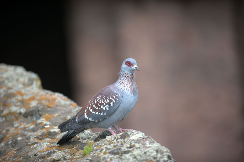 Pigeon roussard