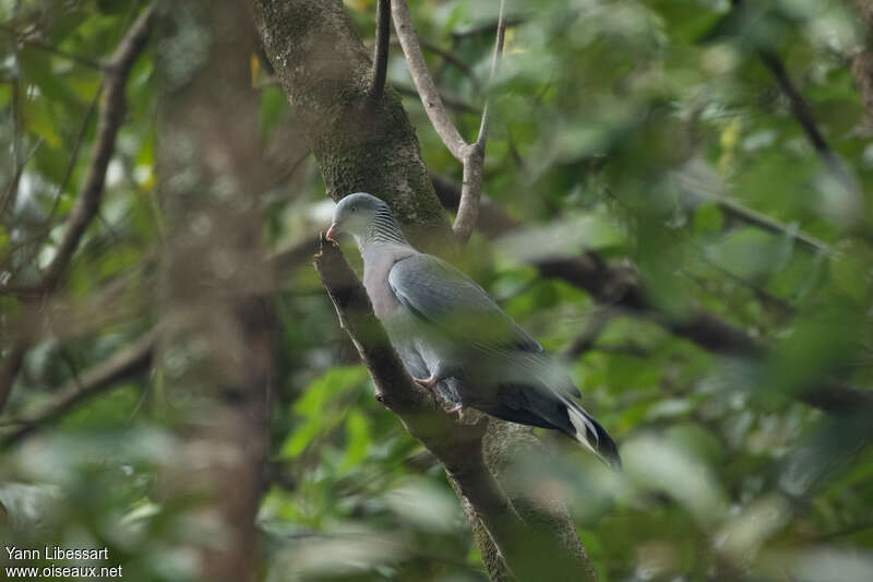 Trocaz Pigeonadult, identification