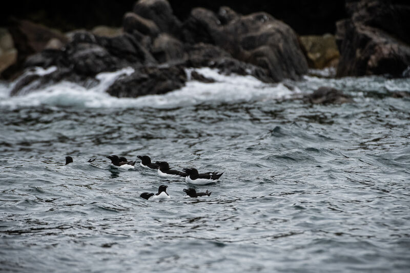 Pingouin torda, nage