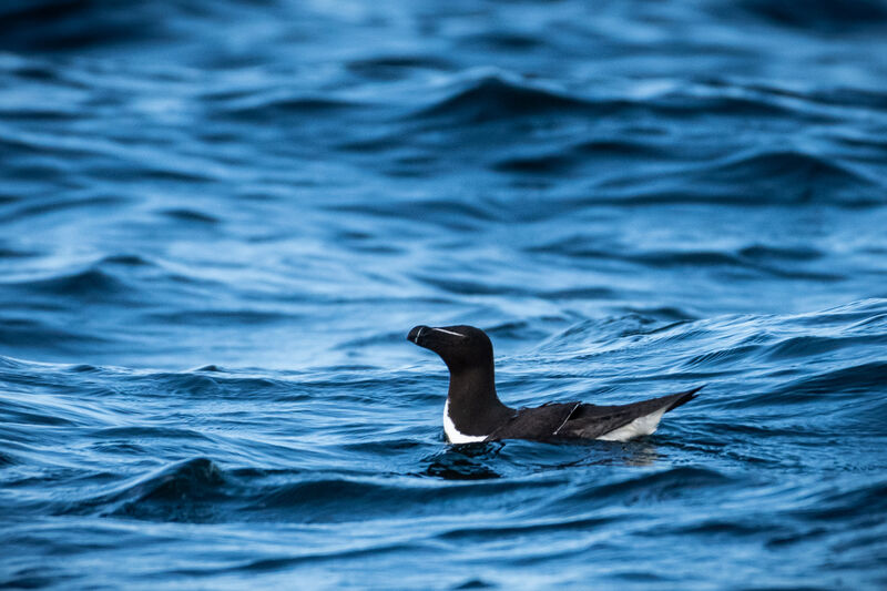 Razorbill