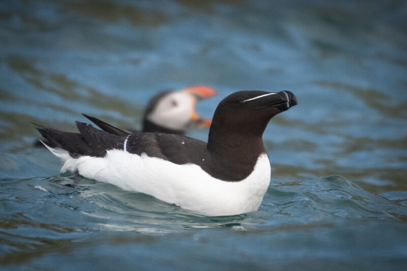 Razorbill