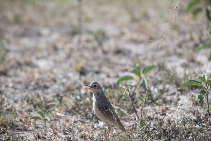 Pipit à dos uni