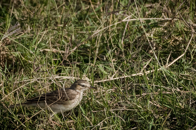 African Pipit