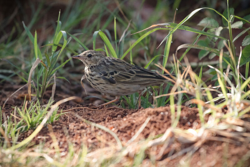 Tree Pipit