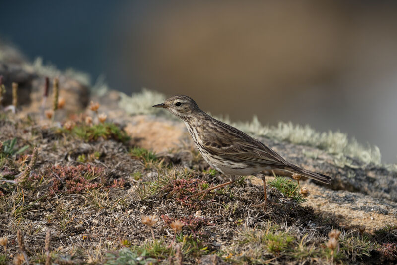 Pipit farlouse