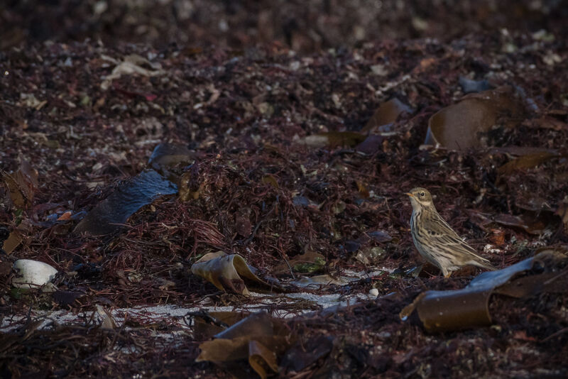 Pipit farlouse