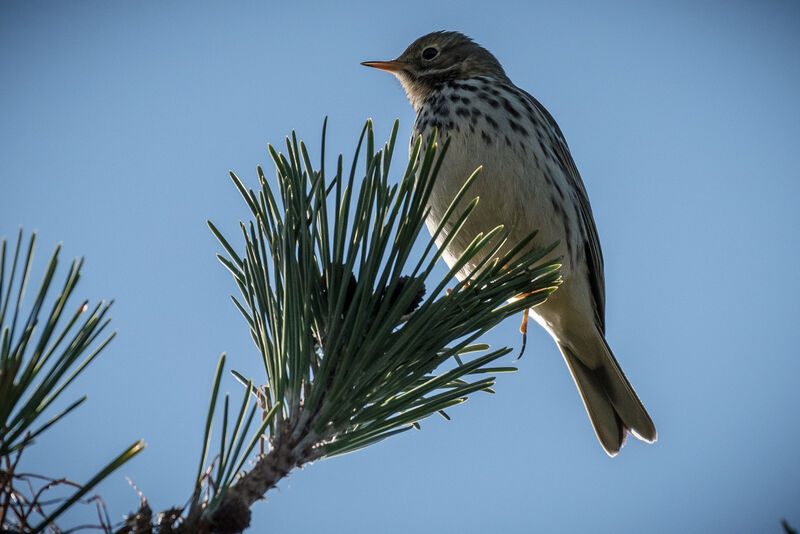 Pipit farlouse