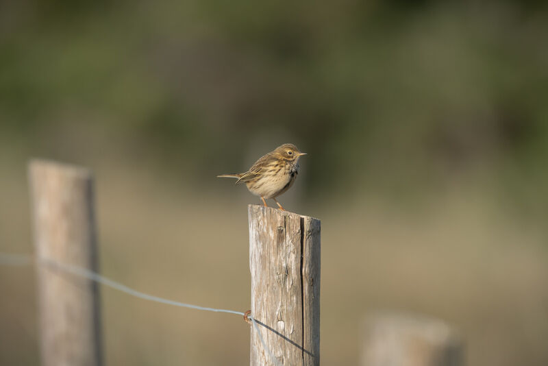 Meadow Pipit