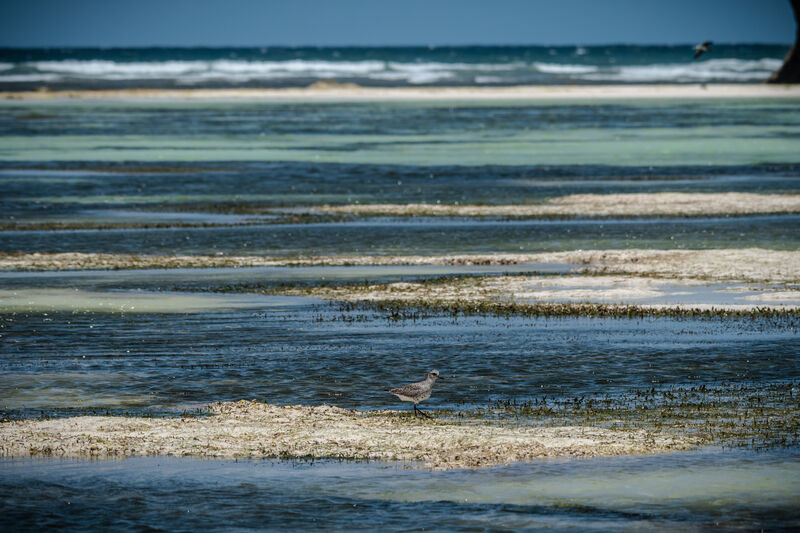 Grey Plover