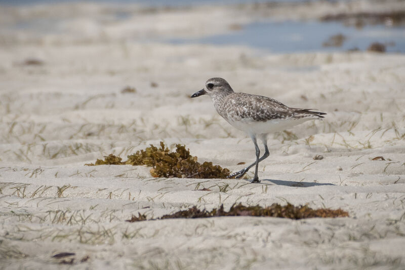 Grey Plover