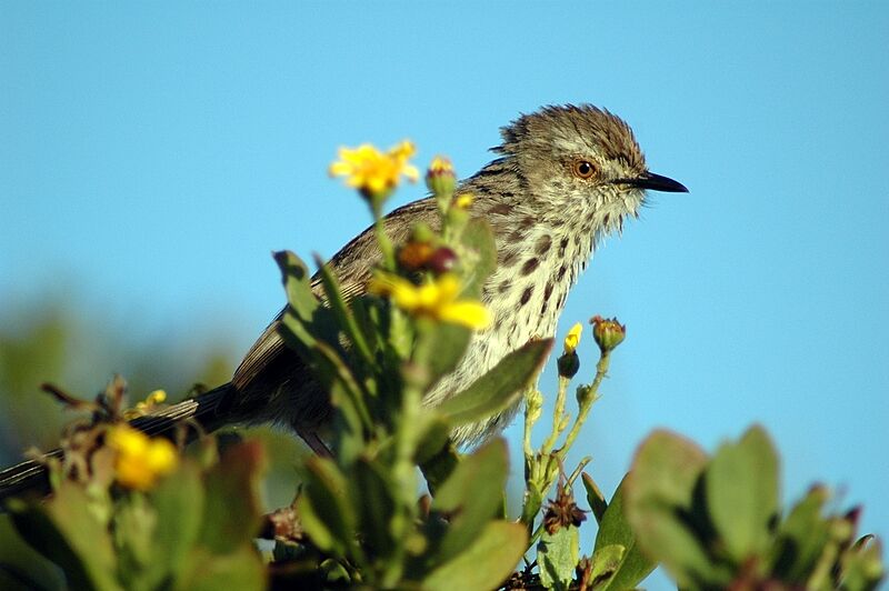 Karoo Prinia