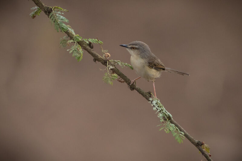 Prinia modeste