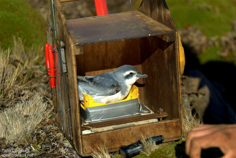 Slender-billed Prion, identification