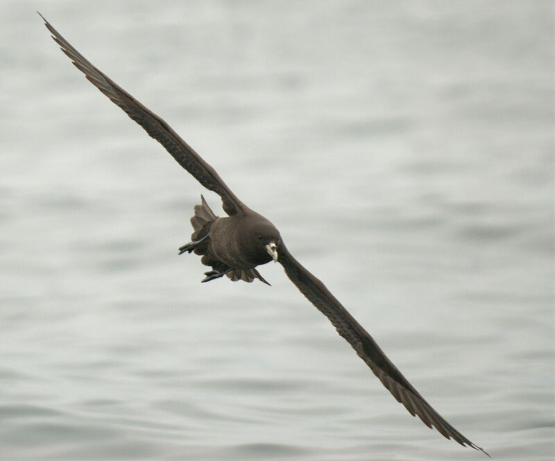 Puffin à menton blanc