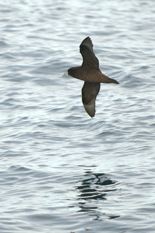 Puffin à menton blanc