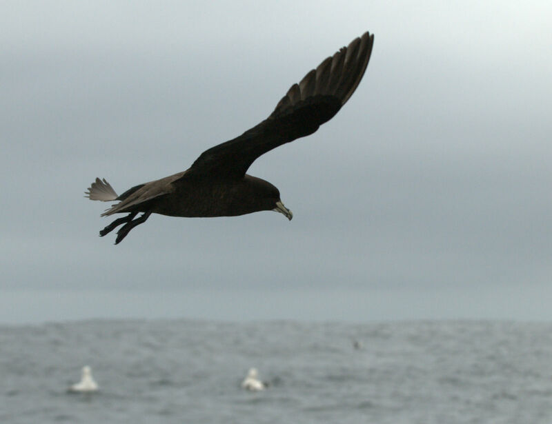 White-chinned Petrel