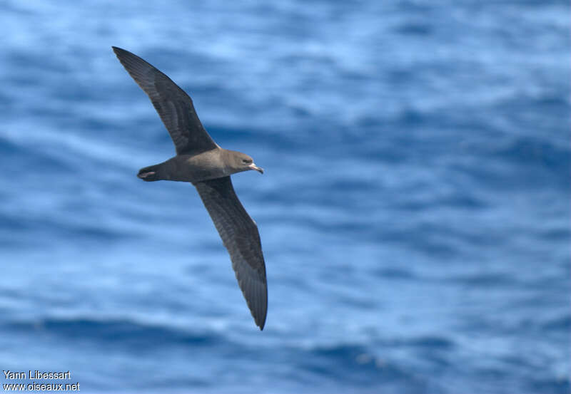 Puffin à pieds pâles, Vol