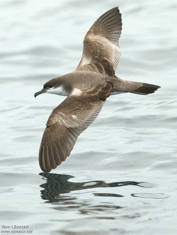 Puffin de Bulleradulte, identification