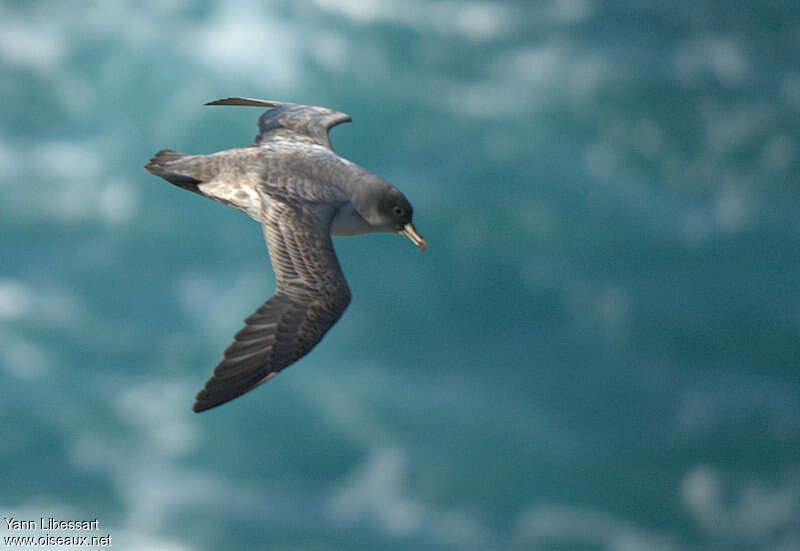 Grey Petrel, identification