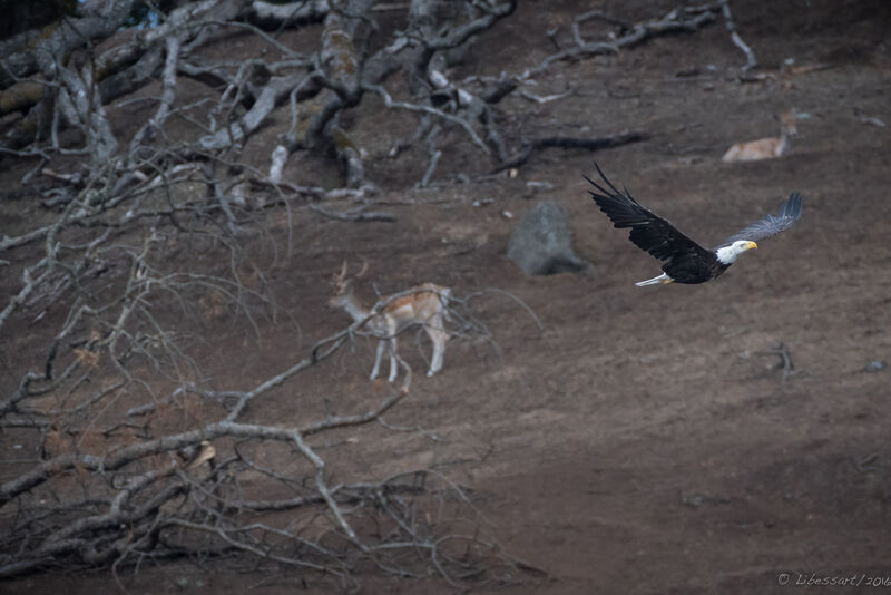 Bald Eagle