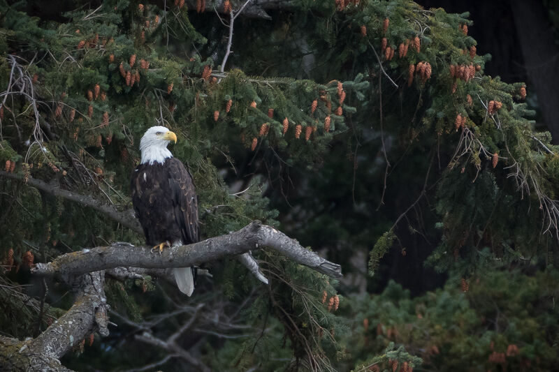 Bald Eagle