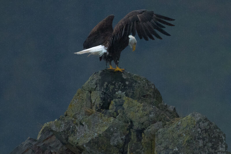 Bald Eagle