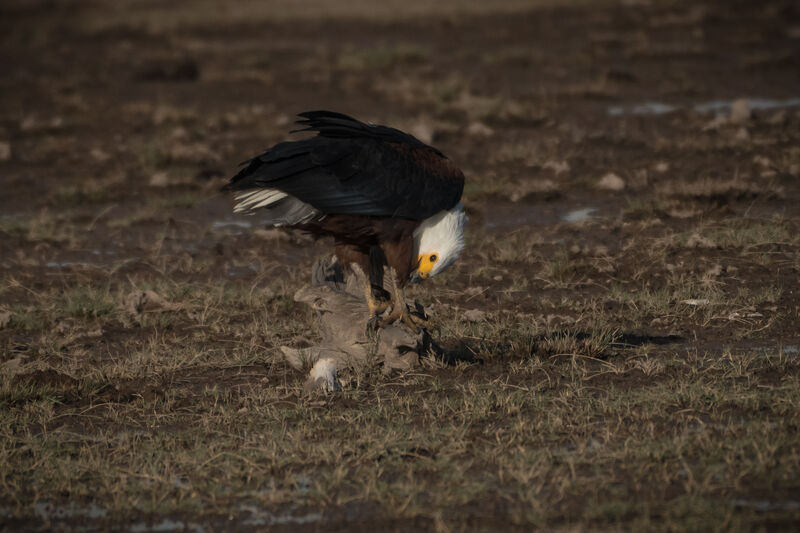 African Fish Eagle