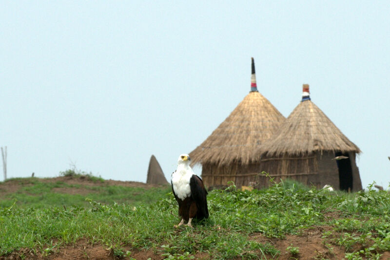 African Fish Eagle