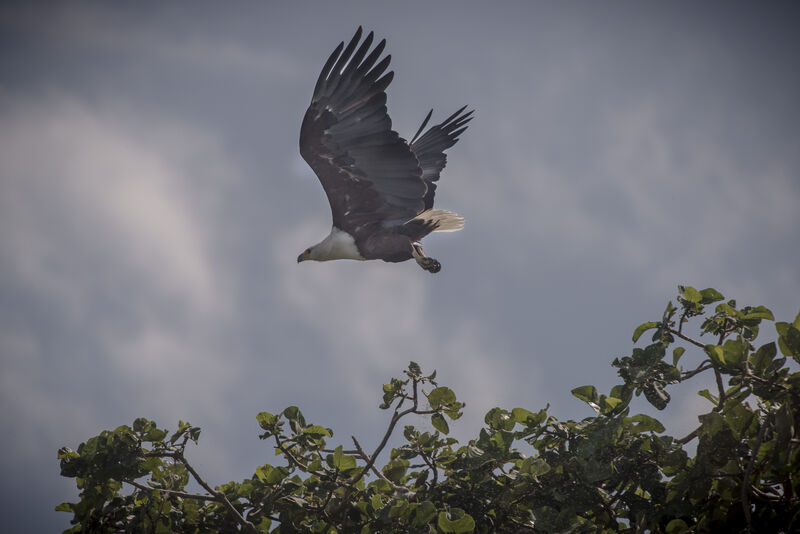 African Fish Eagle