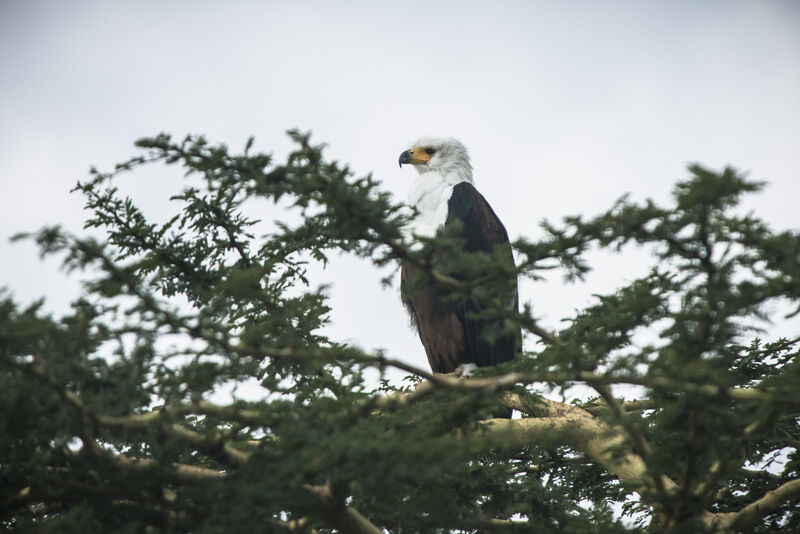 African Fish Eagle