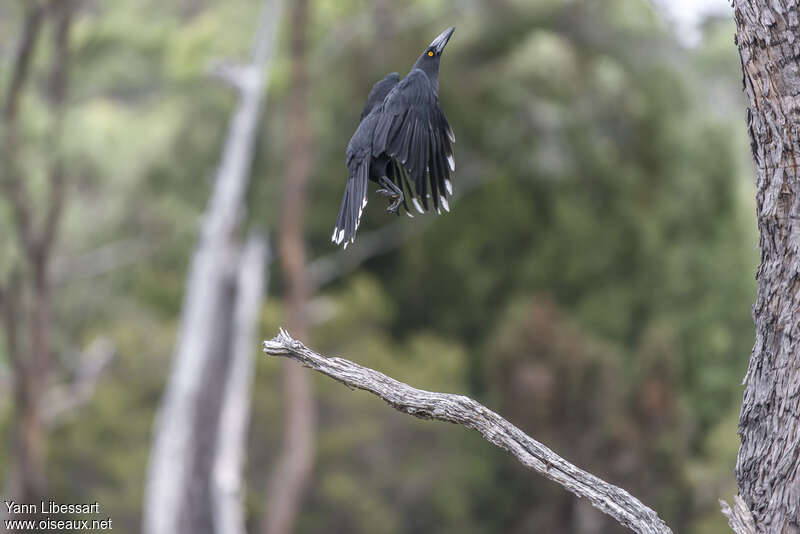 Black Currawongadult, Flight