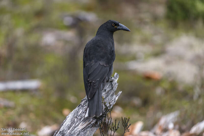 Black Currawongadult