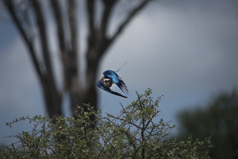 Lilac-breasted Roller, Flight